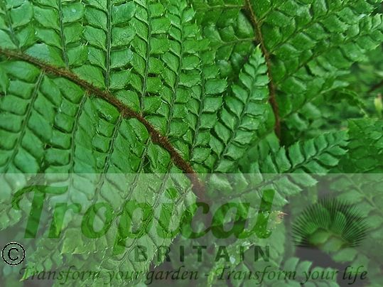 Polystichum makinoi