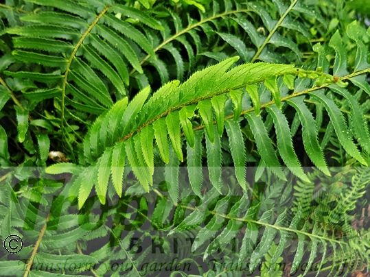 Polystichum munitum
