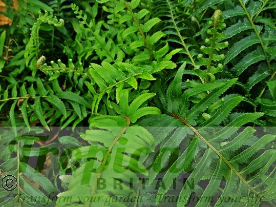 Polystichum munitum