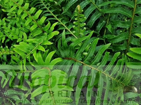 Polystichum munitum