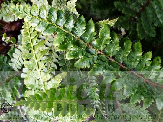 Polystichum polyblepharum