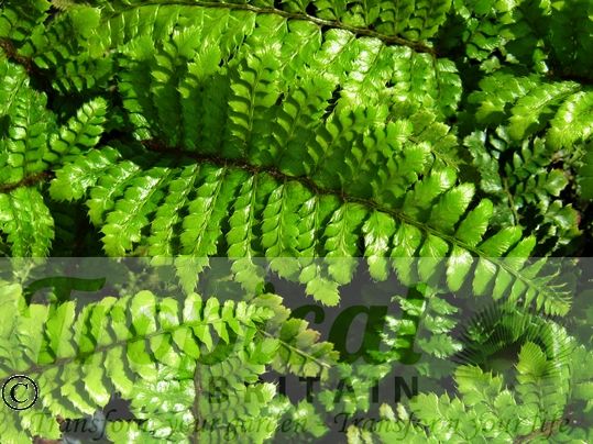 Polystichum polyblepharum