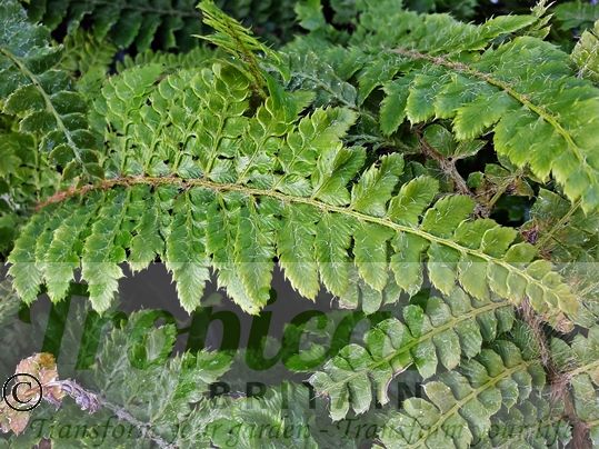 Polystichum polyblepharum