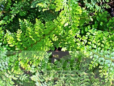 Polystichum setiferum