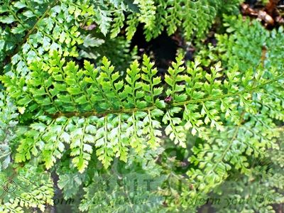 Polystichum setiferum