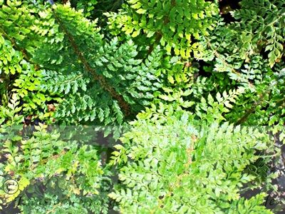 Polystichum setiferum