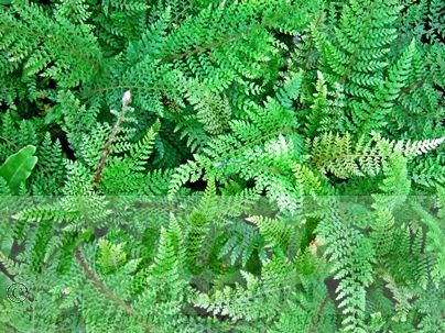 Polystichum setiferum
