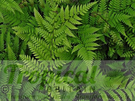 Polystichum setiferum