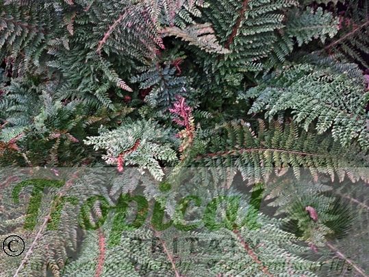Polystichum setiferum - remaining evergreen through winter