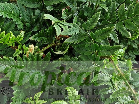 Polystichum tsus-simense
