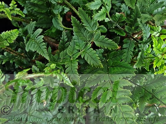 Polystichum tsus-simense
