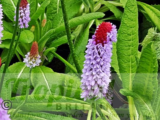 Primula vialii