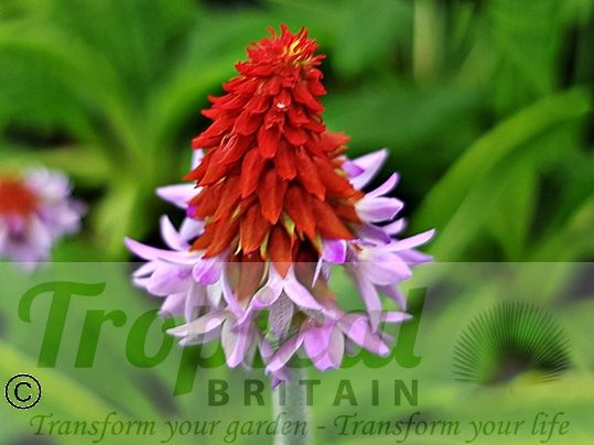 Primula vialii