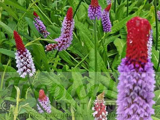 Primula vialii