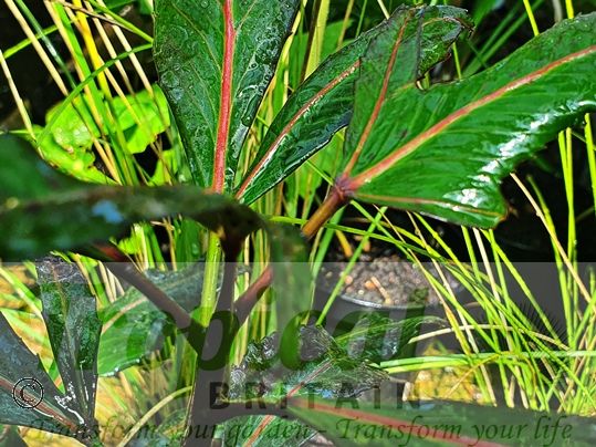 Pseudopanax lessonii 'Moa's Toes'