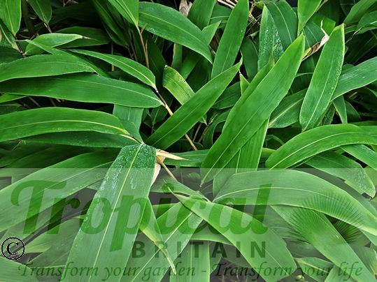 Pseudosasa japonica
