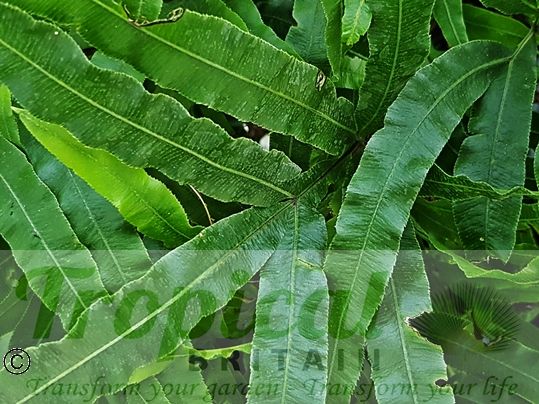 Pteris umbrosa