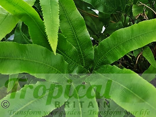 Pteris umbrosa