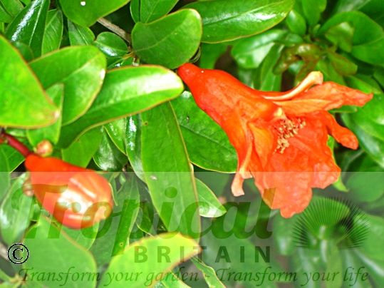 Punica granatum