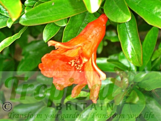Punica granatum