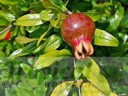 Punica granatum