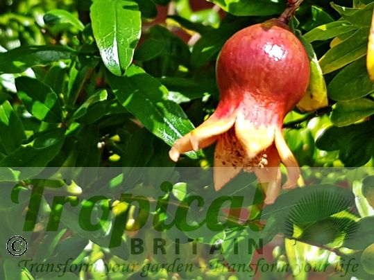 Punica granatum