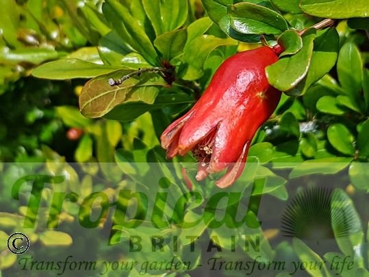 Punica granatum