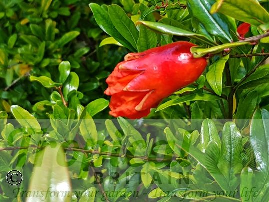 Punica granatum