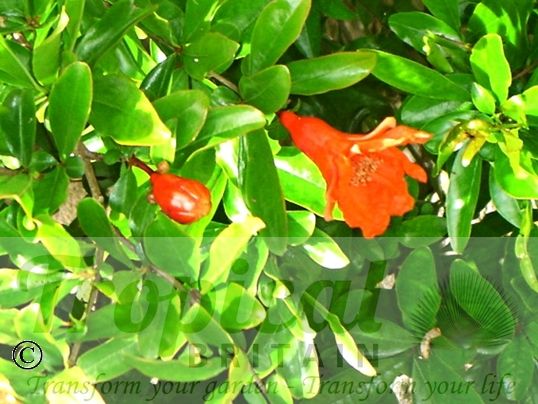 Punica granatum