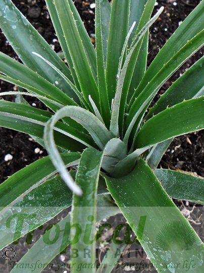 Puya assurgens