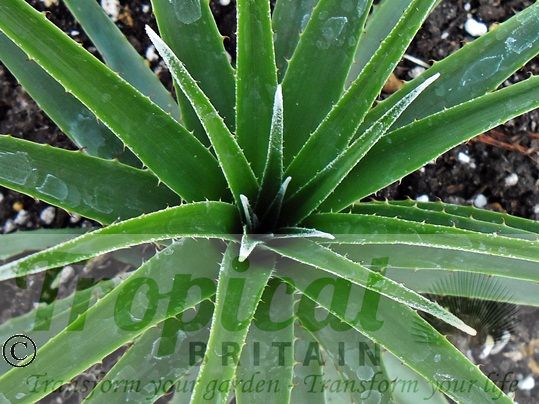 Puya assurgens
