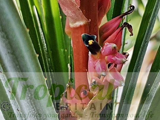 Puya assurgens