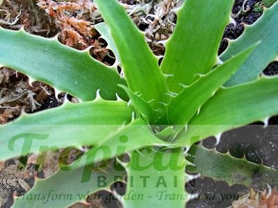 Puya castellanosii - young seedling