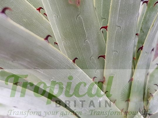 Puya castellanosii