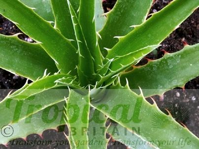 Puya castellanosii - seedling