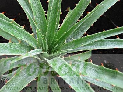 Puya castellanosii