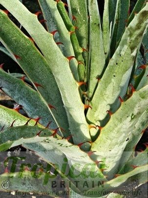 Puya castellanosii