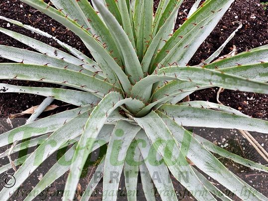 Puya castellanosii