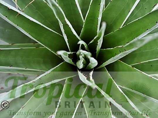 Puya castellanosii