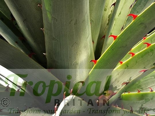 Puya castellanosii