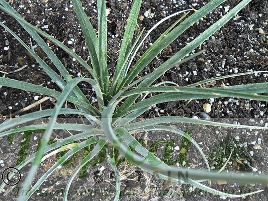 Puya ferruginea