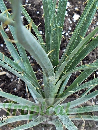 Puya ferruginea