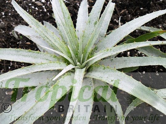 Puya harmsii