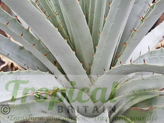 Puya harmsii