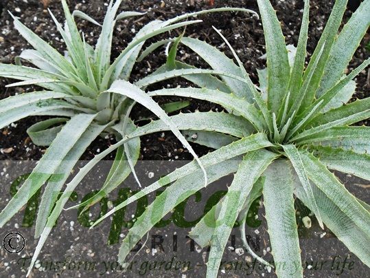 Puya harmsii