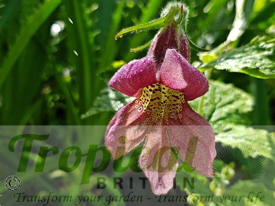 Rehmannia elata