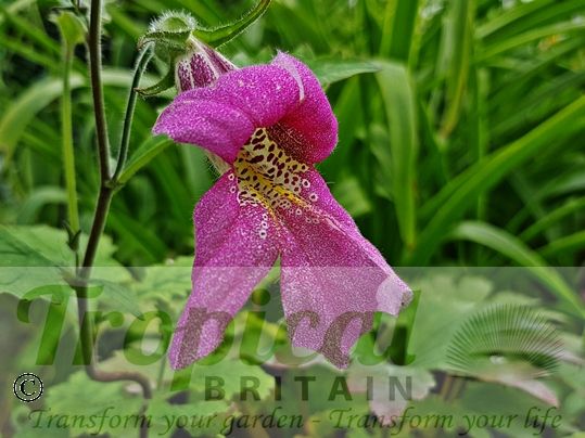 Rehmannia elata
