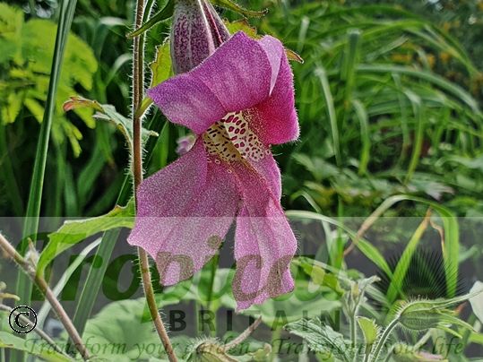 Rehmannia elata