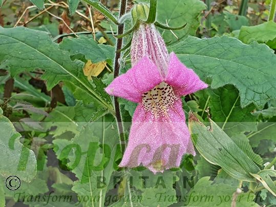 Rehmannia elata