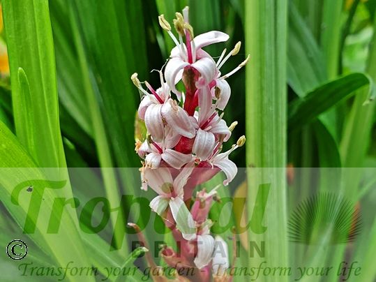 Reineckea carnea